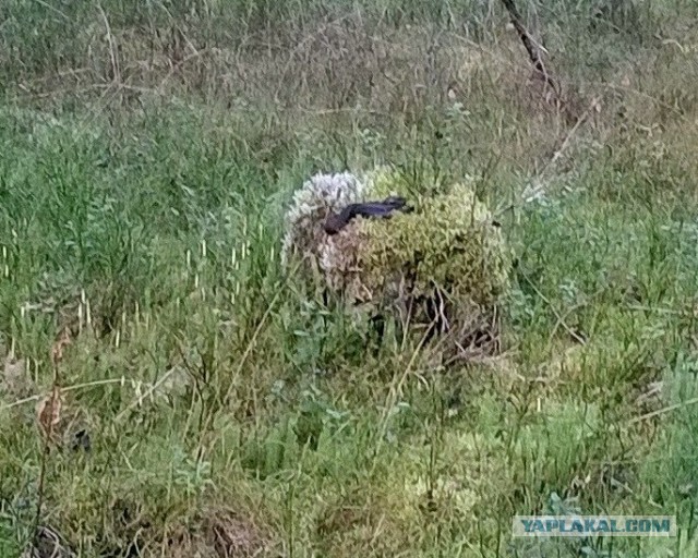 Грибной пост