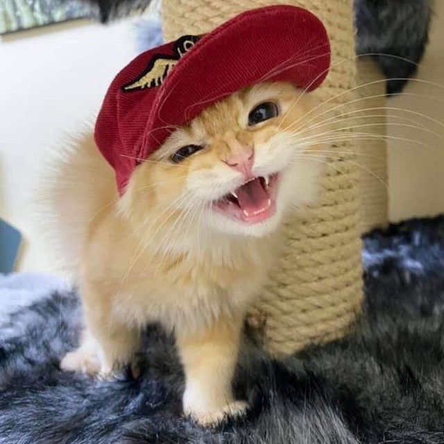 Котофеев пост