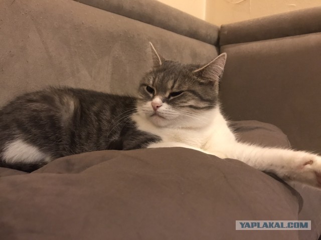 Давайте по котикам, которые с нами на самоизоляции