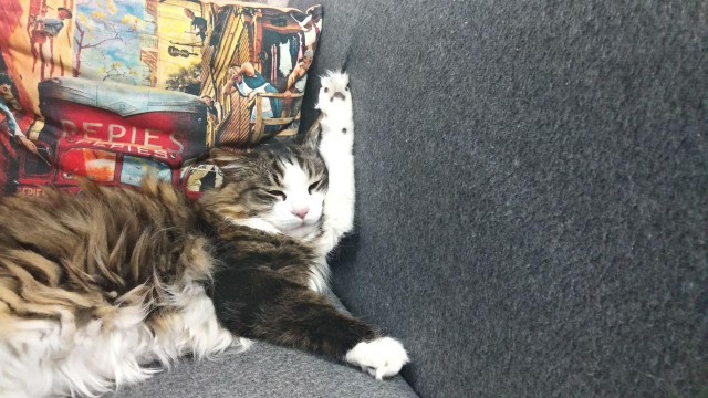 Давайте по котикам, которые с нами на самоизоляции