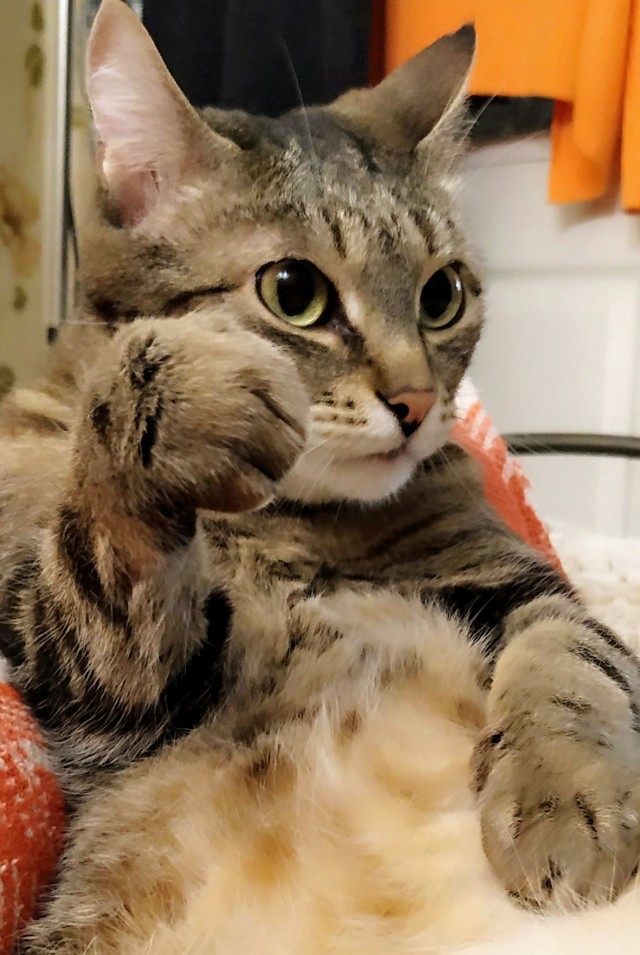 Котики по Нарвски или Мокрые киски!
