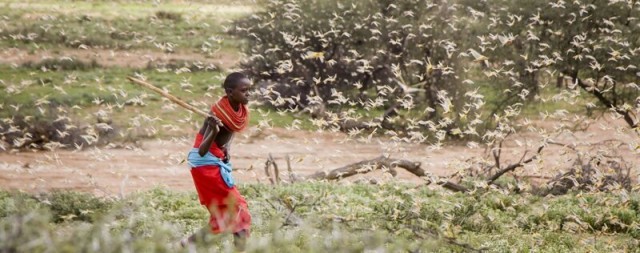 На Африку и Азию обрушились полчища саранчи, несущие голод и нищету «библейских масштабов»