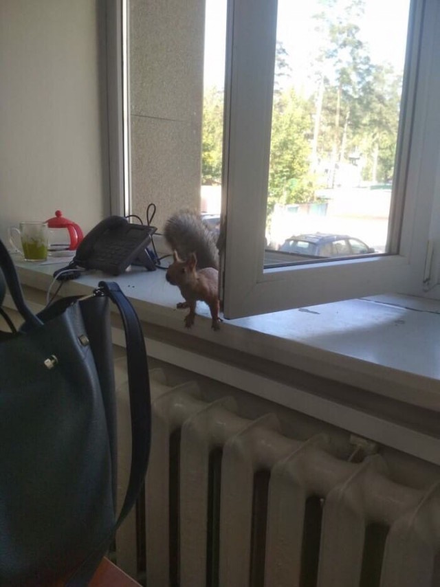 Эти забавные животные
