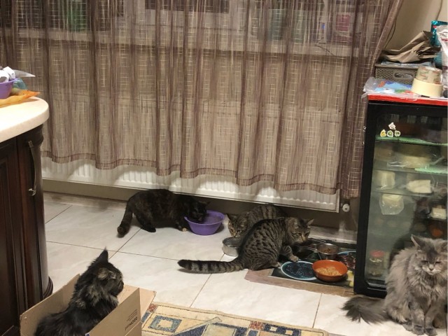 Почему котики топчут нас лапками