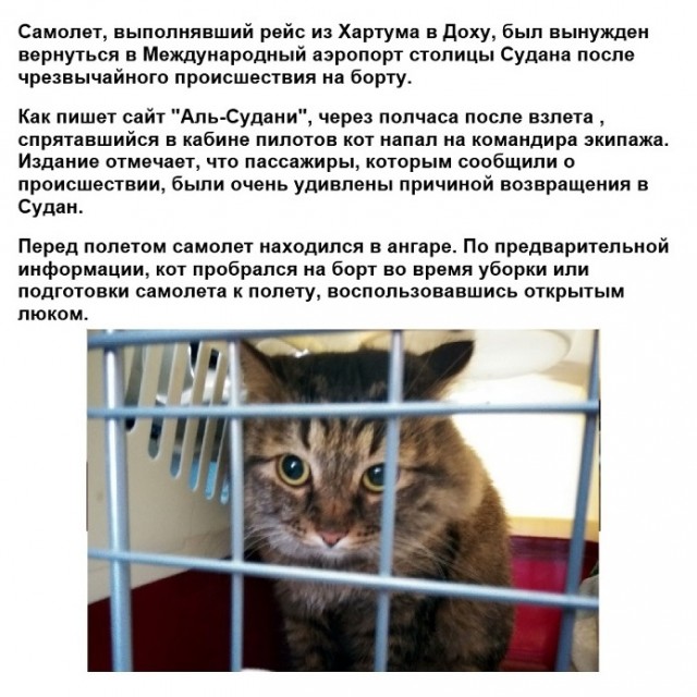 Картинки с надписями и котами