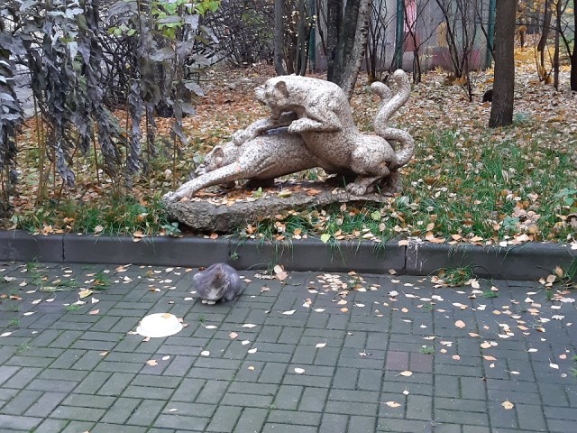 Кошкин Домик