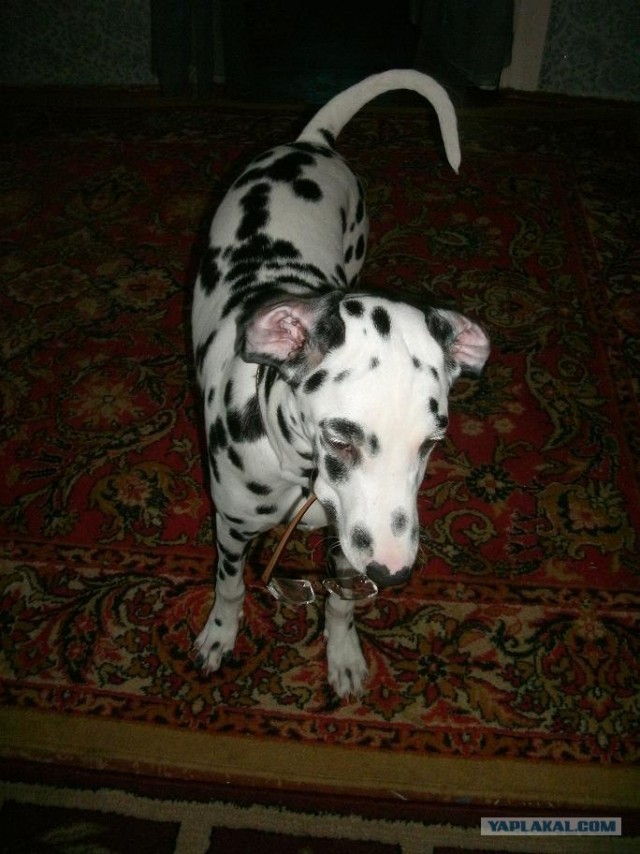 Собака - уколов бояка