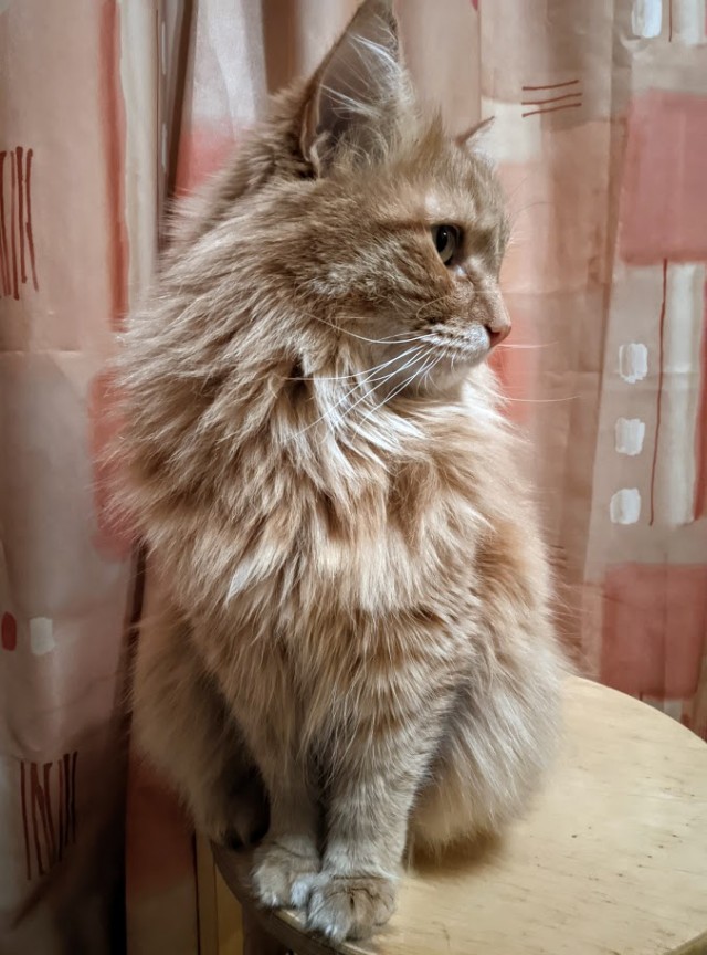 Вторник. Кото-вторник...
