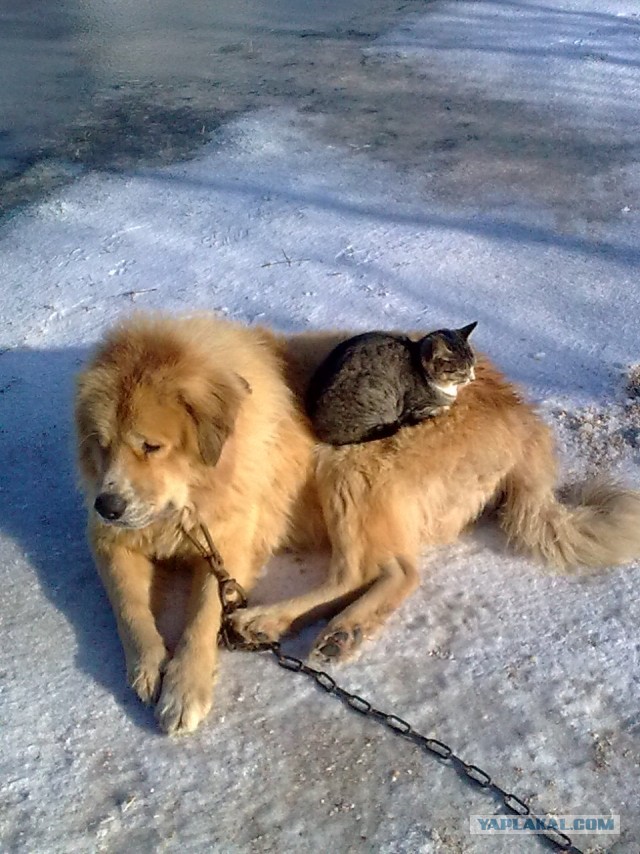 Подборка душевных фотографий, которые восполнят нехватку добра