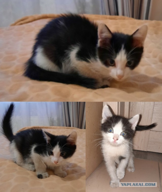 Коломна! Котята в добрые руки