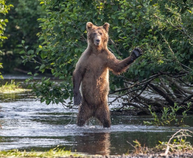 Лучшие фото конкурса Comedy Wildlife Photography Awards 2021