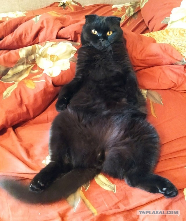 Мой самый первый КОТовторник!