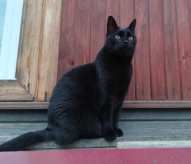 Мой самый первый КОТовторник!