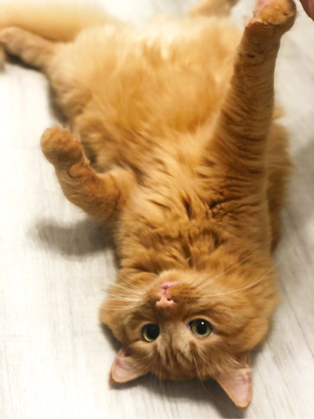 Котовторнику посвящается