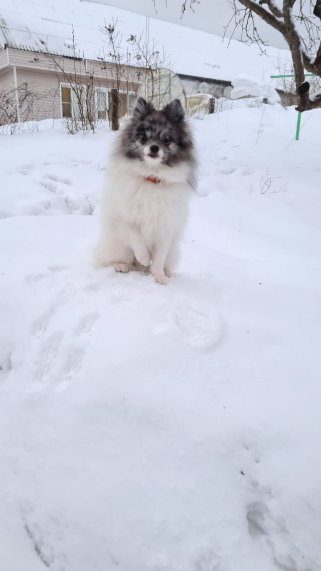 Собачий четверг же