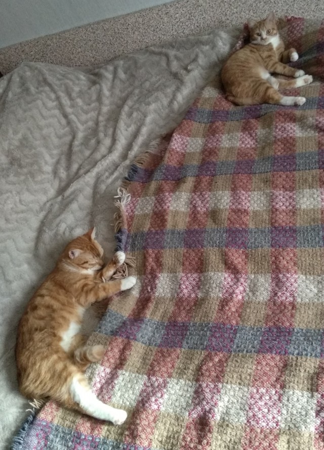 Не буду я ждать котовторника!