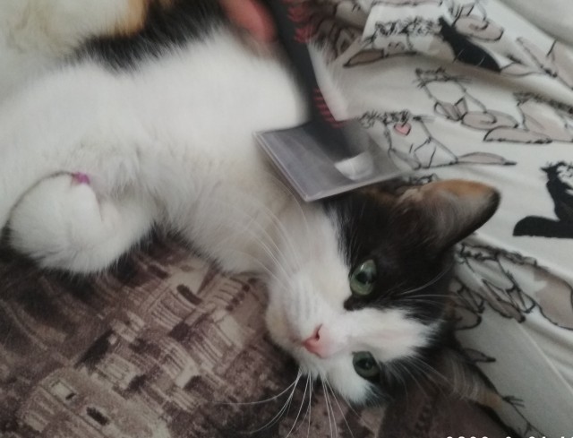 Коты. Филя, Пуся, Вася
