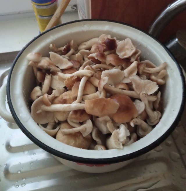 С началом грибного сезона, грибники!