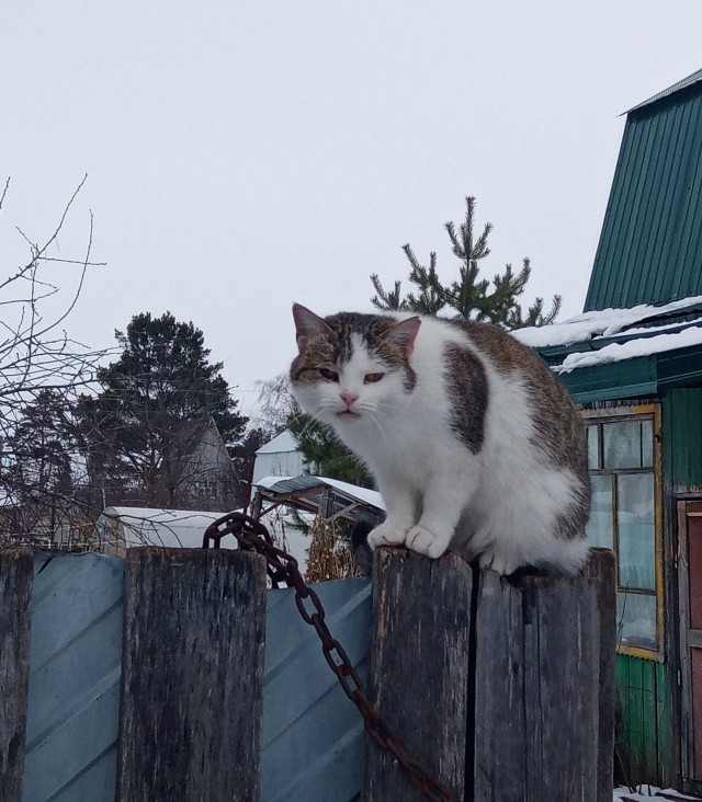 Задорные, заборные, шерстяные
