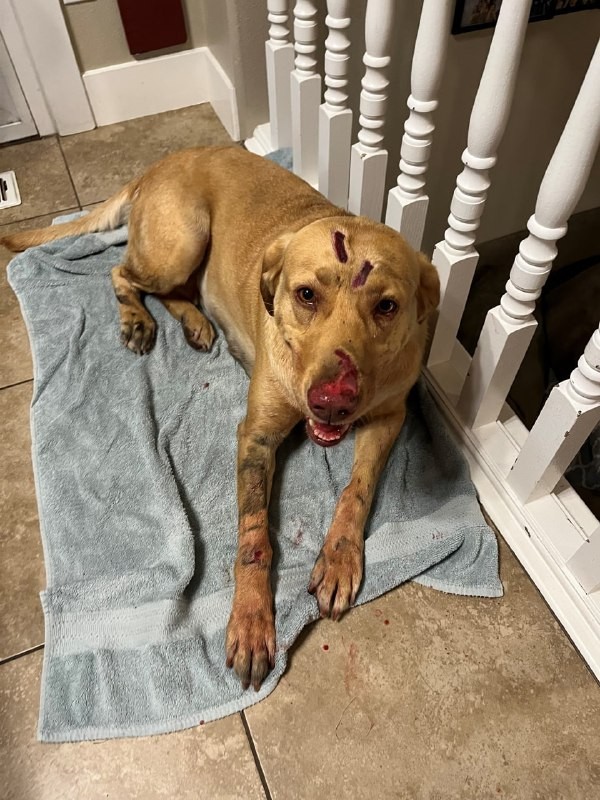 Лабрадор, рискуя своей жизнью, спасла детей от разъярённой пумы