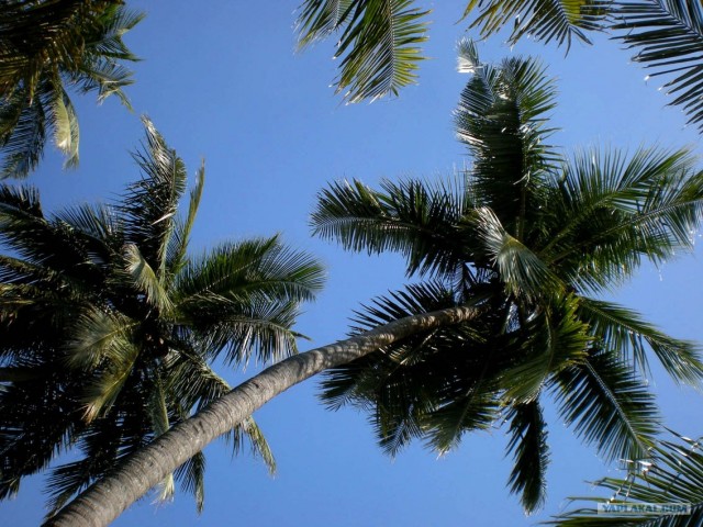 Индия 2007 - 2008 г.