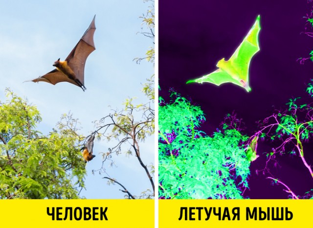 Пандемия съехавших крыш - разновидности болезни. Россия и мир. Часть 39.
