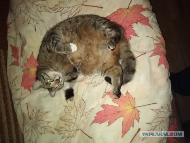 Вторник, ваши коты и кошки в студию