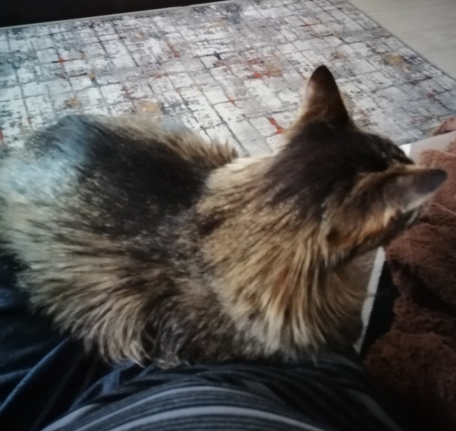 Коточетверг!