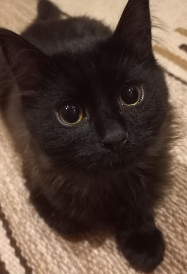 Чёрные коты не такие