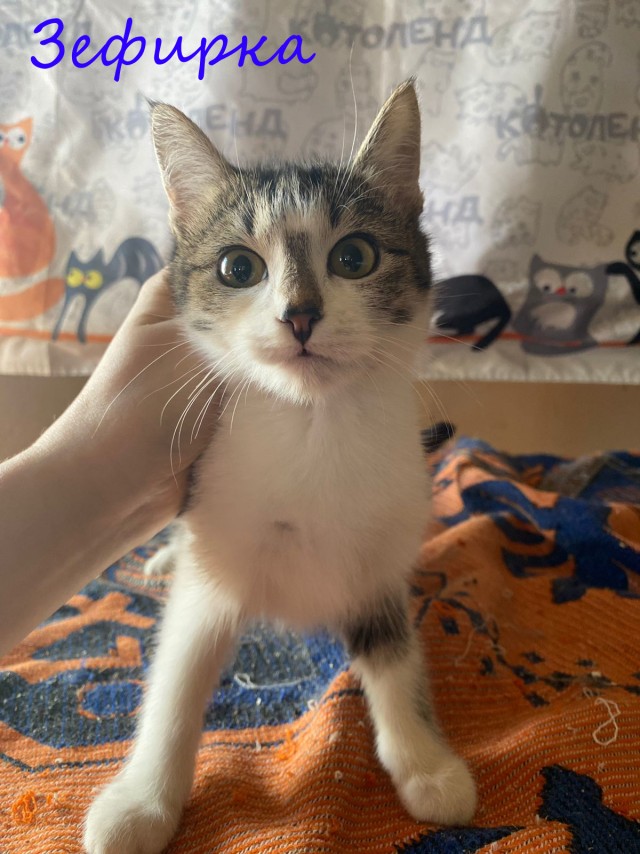 Жизнь домашнего приюта "Котоленд" 378