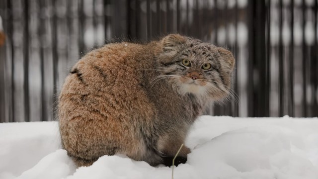 Котята манула играют в снежки
