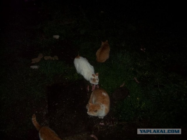 Жизнь домашнего приюта для котеек 444