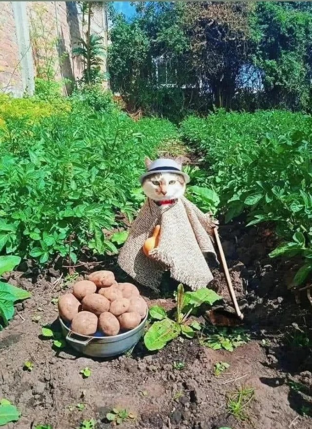 У каджита  есть товар