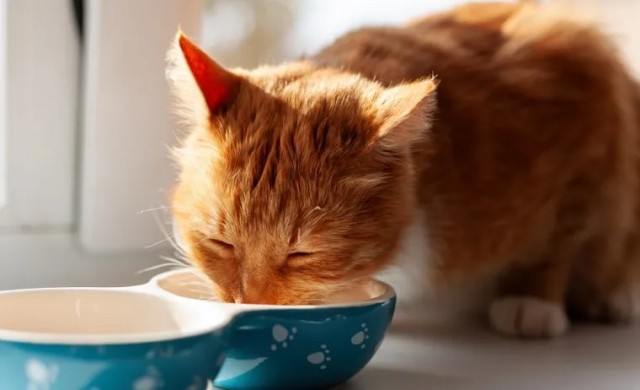 Как коты порабощают людей: 6 выводов ученых