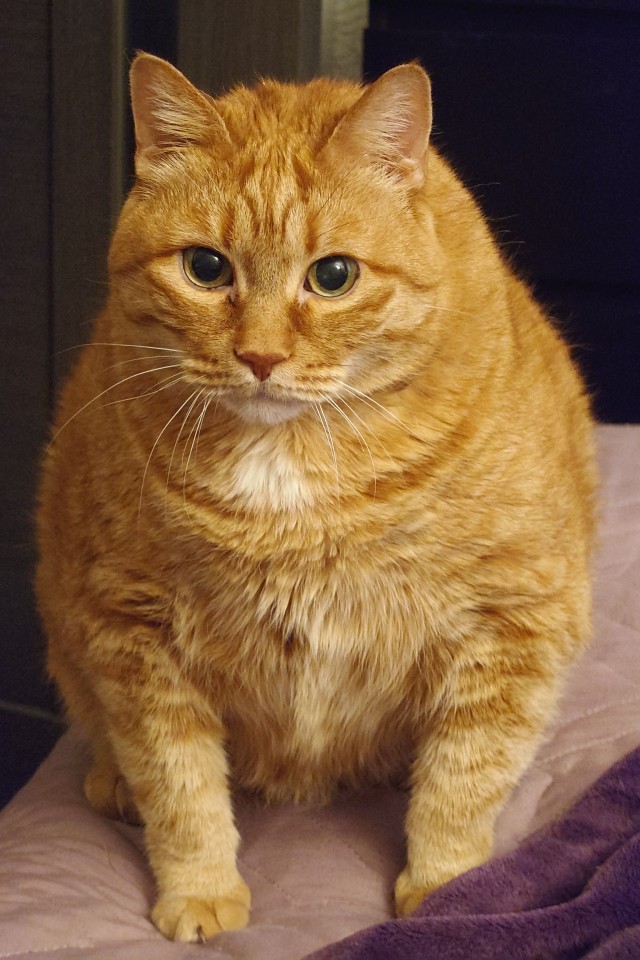 Мой котовторник..