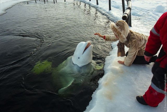 Как мы кормили белуху