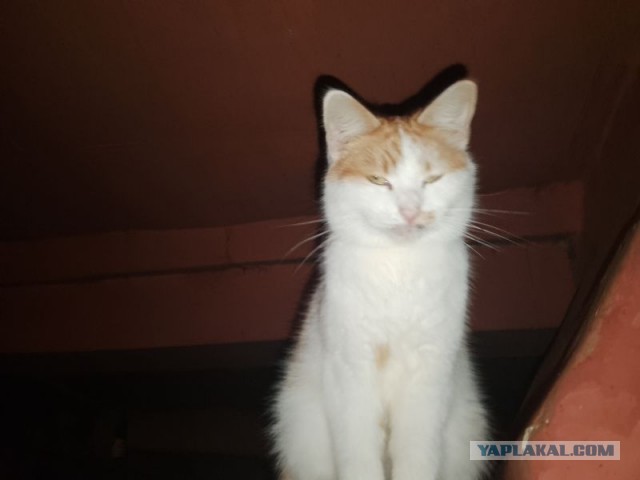 Жизнь домашнего приюта для котеек 477