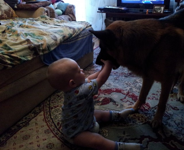 Зубастый нянь!