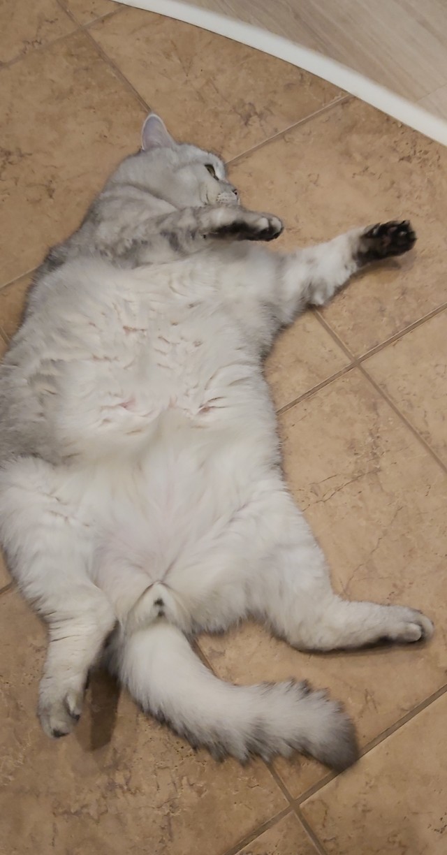 Толстые коты