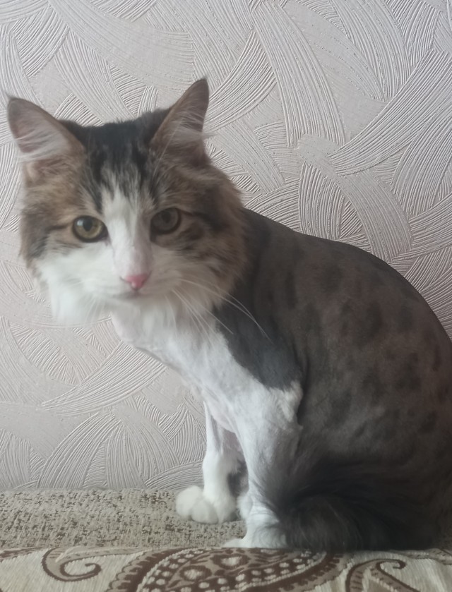 Всех с котовторником