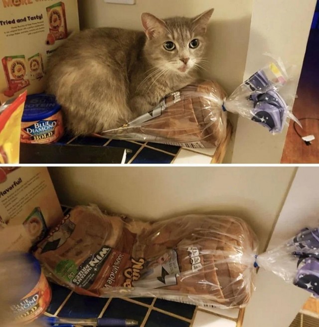 Котовторник в картинках
