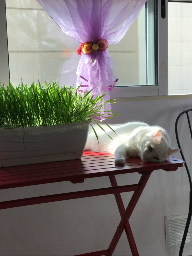 Котовторник в картинках