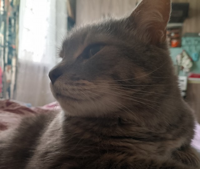 Игривости немного, доброты