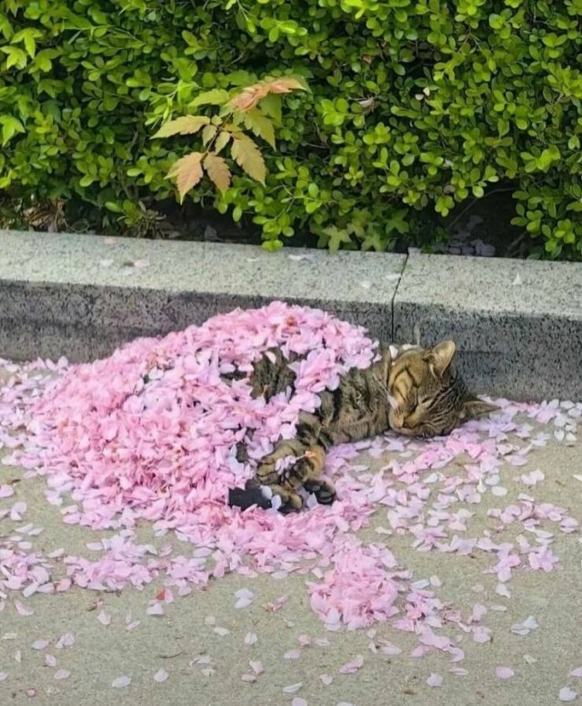 ФотоВинегрет