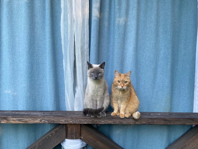 Котовторник же!