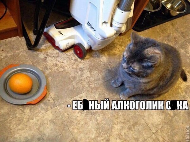 Нуштош 17.01.2025. Чем кажутся совы (s3e2)