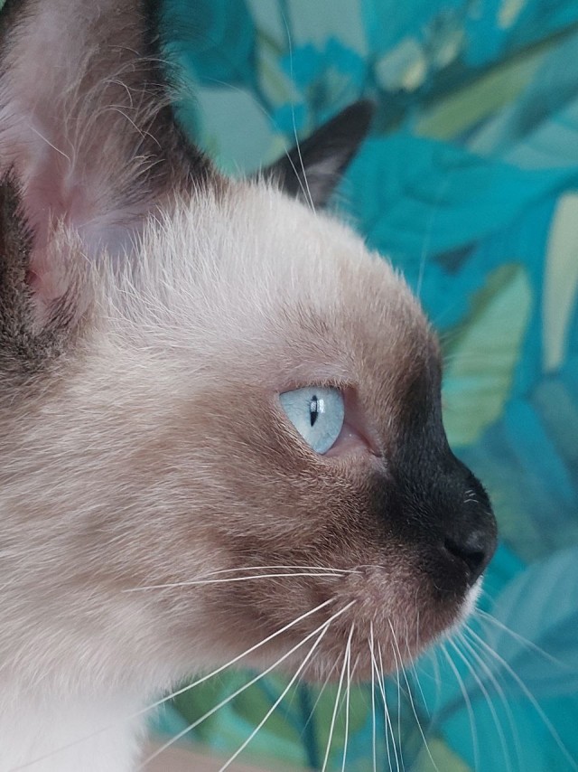 Котовторник