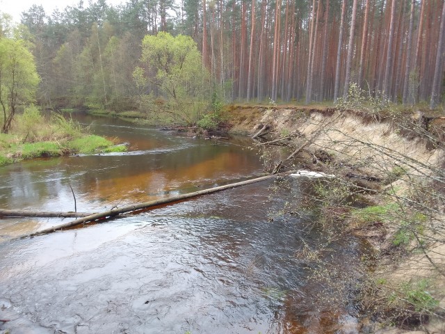 Рыбалка в сосновом бору