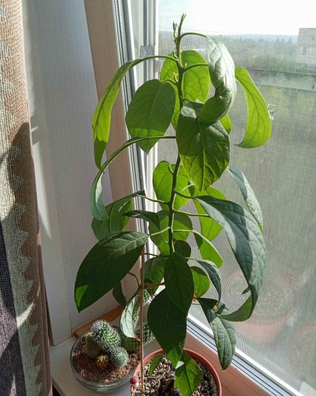 Я требую авокадо!