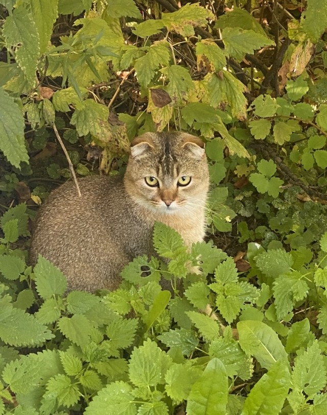 Осенний кот